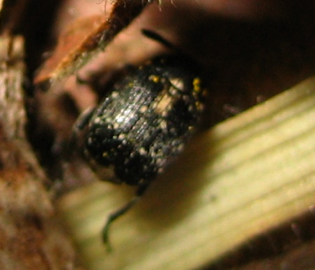 Bruchus sp.